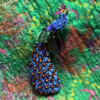 Trovelore sieraden - Afbeelding 2